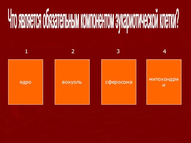 Что является обязательным компонентом эукариотической клетки? ядро вокуоль сферосома митохондрии 1 2 3 4