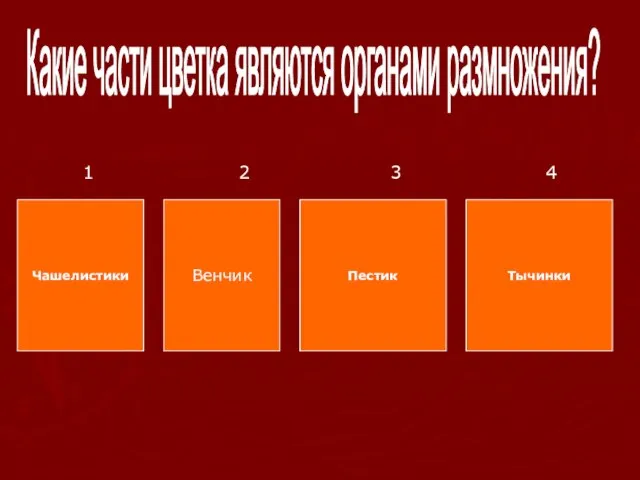 Какие части цветка являются органами размножения? Чашелистики Венчик Пестик Тычинки 1 2 3 4