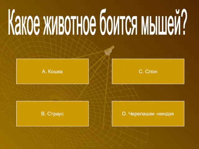 Какое животное боится мышей? А. Кошка В. Страус С. Слон D. Черепашки -ниндзя