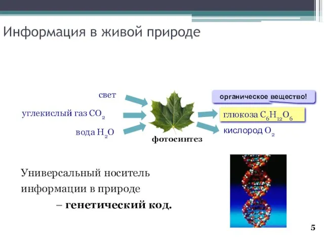 Информация в живой природе Универсальный носитель информации в природе – генетический код.