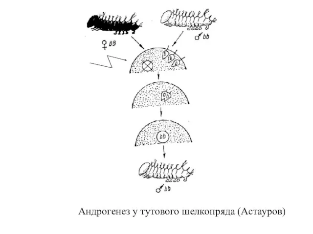 Андрогенез у тутового шелкопряда (Астауров)