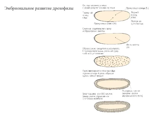 Эмбриональное развитие дрозофилы