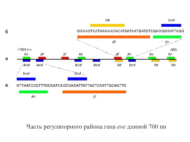 Часть регуляторного района гена eve длиной 700 пн