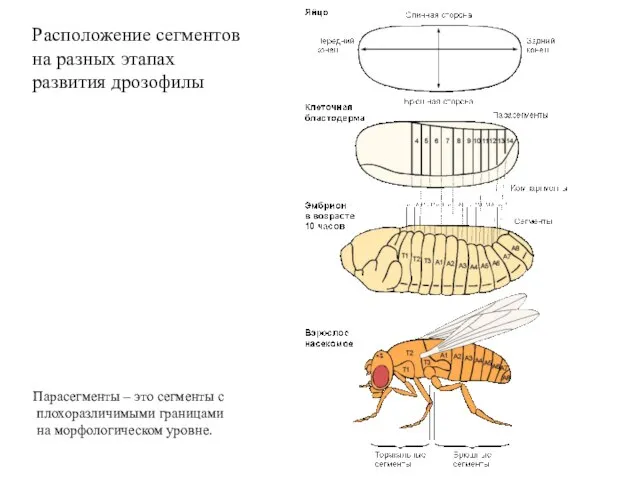 Расположение сегментов на разных этапах развития дрозофилы Парасегменты – это сегменты с