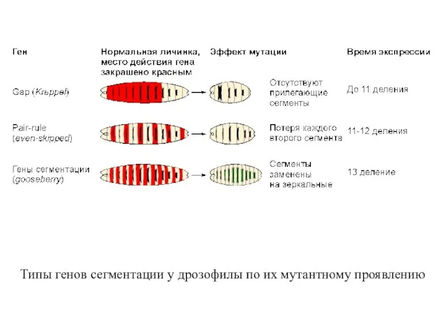 Типы генов сегментации у дрозофилы по их мутантному проявлению