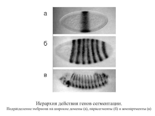Иерархия действия генов сегментации. Подразделение эмбриона на широкие домены (а), парасегменты (б) и компартменты (в)