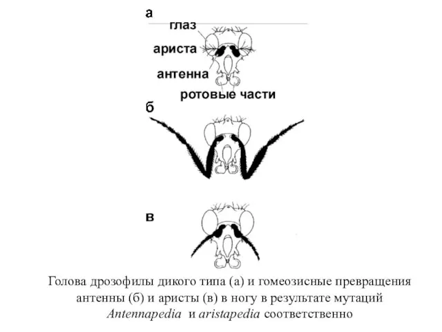 Голова дрозофилы дикого типа (а) и гомеозисные превращения антенны (б) и аристы