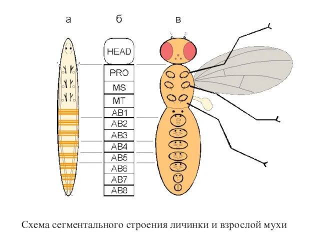Схема сегментального строения личинки и взрослой мухи