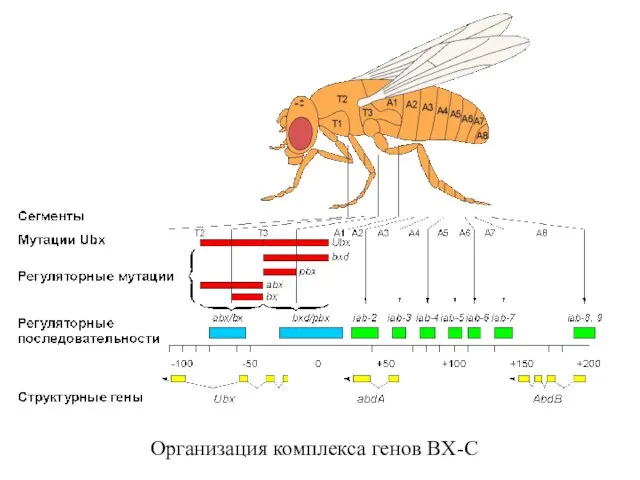 Организация комплекса генов BX-C