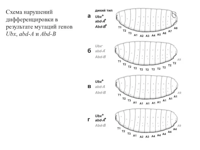 Схема нарушений дифференцировки в результате мутаций генов Ubx, abd-A и Abd-B