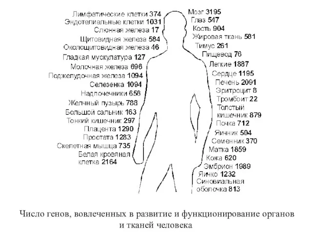 Число генов, вовлеченных в развитие и функционирование органов и тканей человека