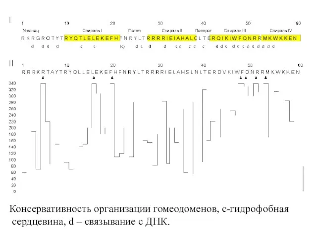 Консервативность организации гомеодоменов, с-гидрофобная сердцевина, d – связывание с ДНК.