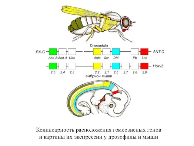 Колинеарность расположения гомеозисных генов и картины их экспрессии у дрозофилы и мыши