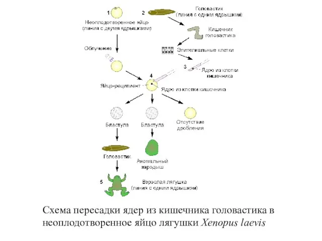 Схема пересадки ядер из кишечника головастика в неоплодотворенное яйцо лягушки Xenopus laevis