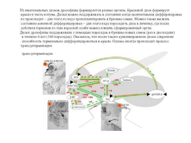 Из имагинальных дисков дрозофилы формируются разные органы. Крыловой диск формирует крыло и