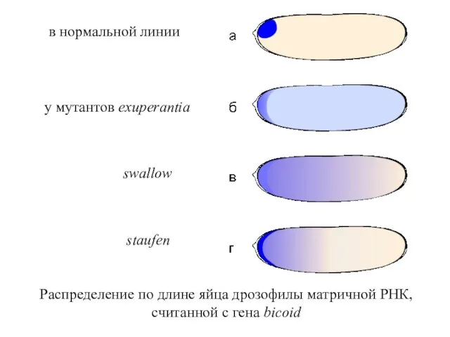 Распределение по длине яйца дрозофилы матричной РНК, считанной с гена bicoid в