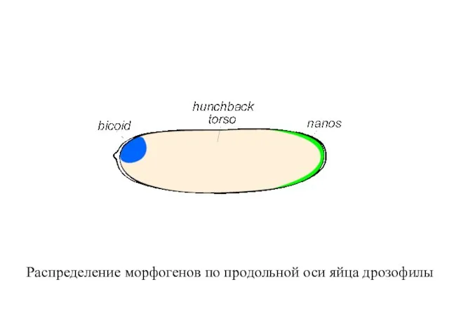 Распределение морфогенов по продольной оси яйца дрозофилы