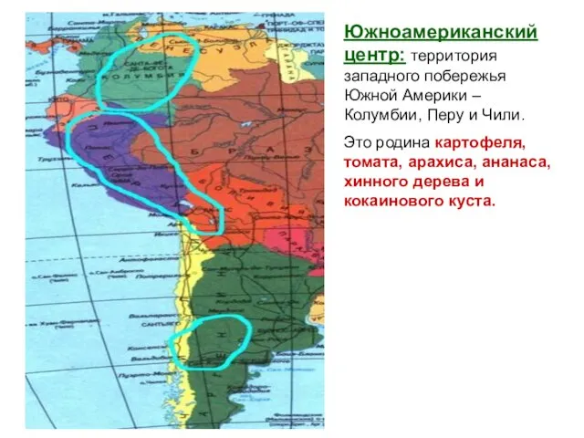 Южноамериканский центр: территория западного побережья Южной Америки – Колумбии, Перу и Чили.