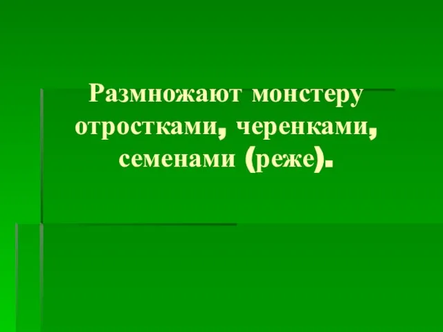 Размножают монстеру отростками, черенками, семенами (реже).