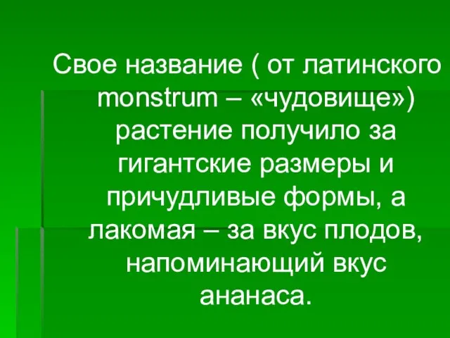 Свое название ( от латинского monstrum – «чудовище») растение получило за гигантские