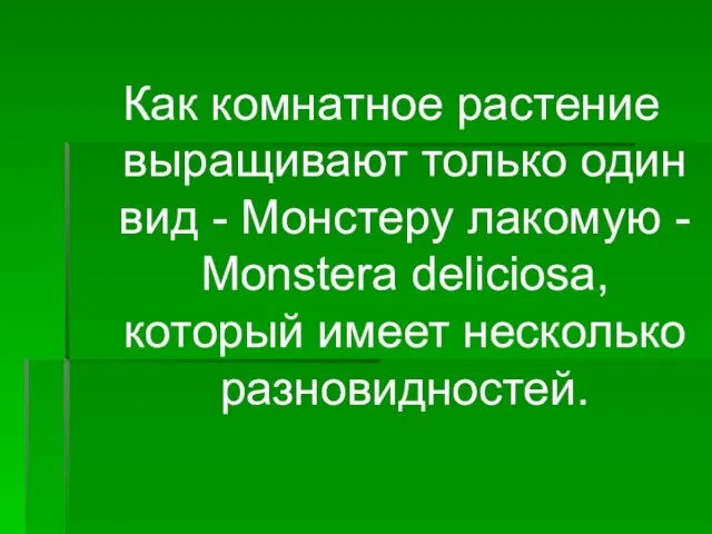 Как комнатное растение выращивают только один вид - Монстеру лакомую - Monstera