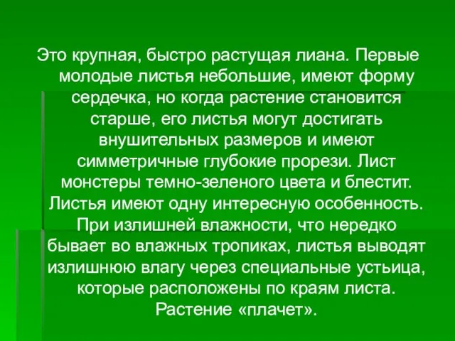 Это крупная, быстро растущая лиана. Первые молодые листья небольшие, имеют форму сердечка,