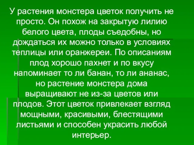 У растения монстера цветок получить не просто. Он похож на закрытую лилию