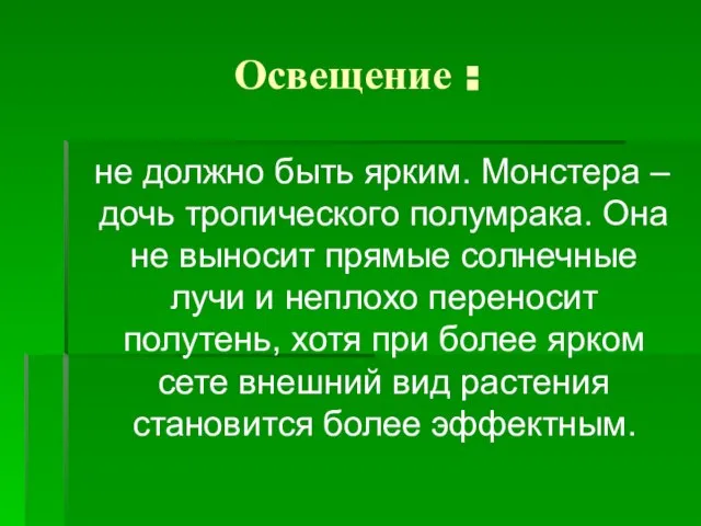 Освещение : не должно быть ярким. Монстера – дочь тропического полумрака. Она