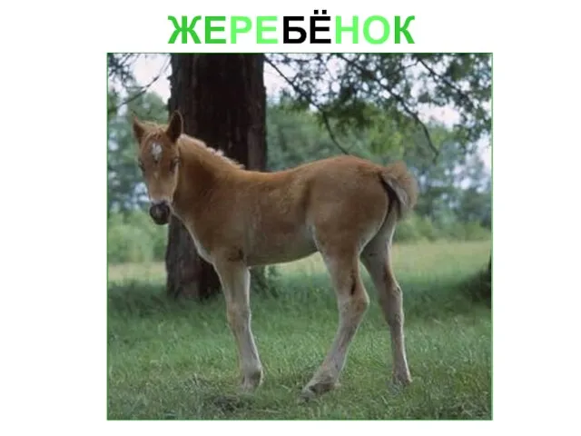 ЖЕРЕБЁНОК