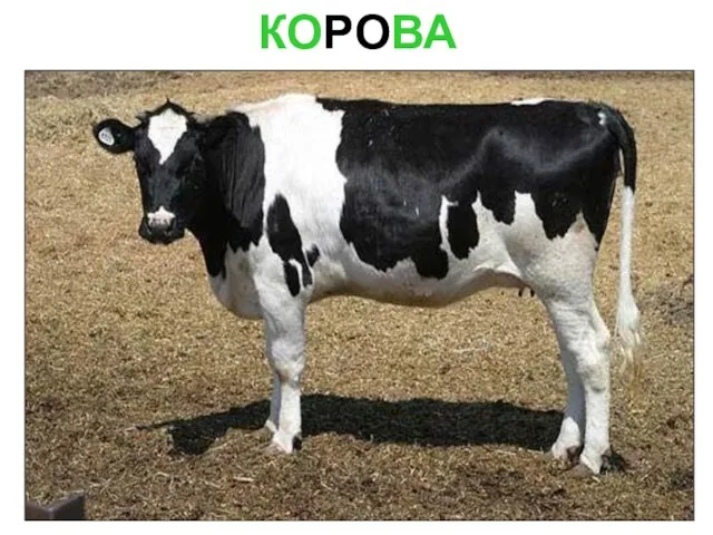 КОРОВА