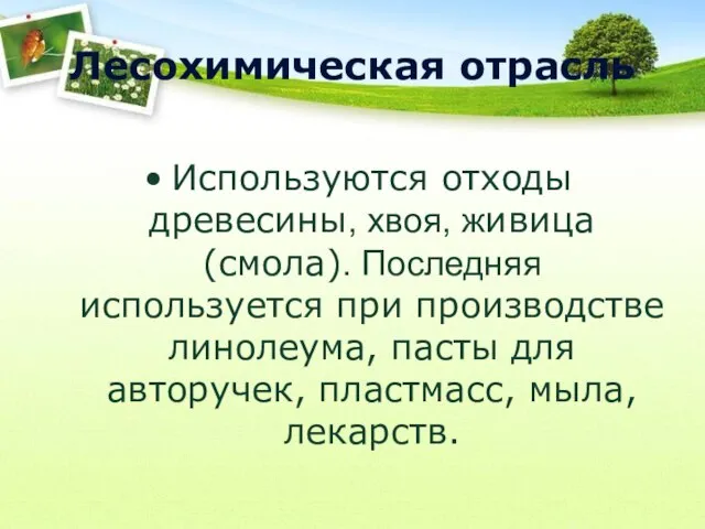 Лесохимическая отрасль Используются отходы древесины, хвоя, живица (смола). Последняя используется при производстве