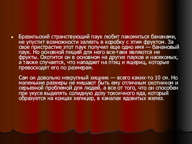 Бразильский странствующий паук любит лакомиться бананами, не упустит возможности залезть в коробку