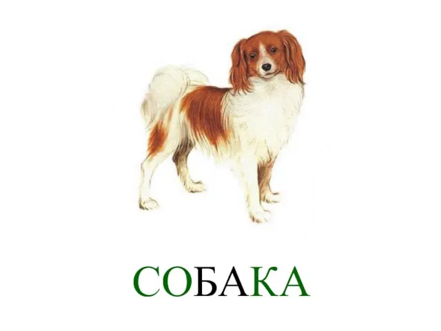 СОБАКА