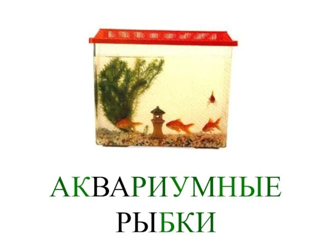 АКВАРИУМНЫЕ РЫБКИ