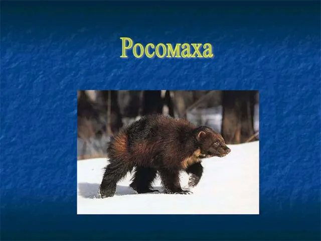 Росомаха