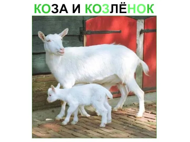 КОЗА И КОЗЛЁНОК