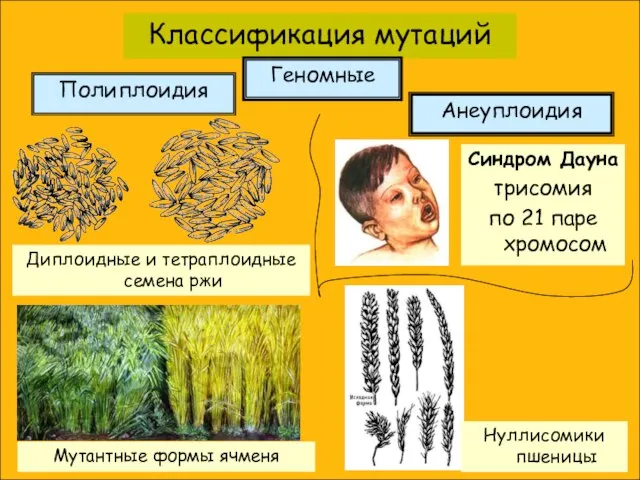 Классификация мутаций Полиплоидия Геномные Диплоидные и тетраплоидные семена ржи Анеуплоидия Синдром Дауна