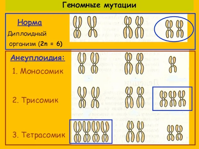 Норма Диплоидный организм (2n = 6) 1. Моносомик 2. Трисомик 3. Тетрасомик Анеуплоидия: Геномные мутации