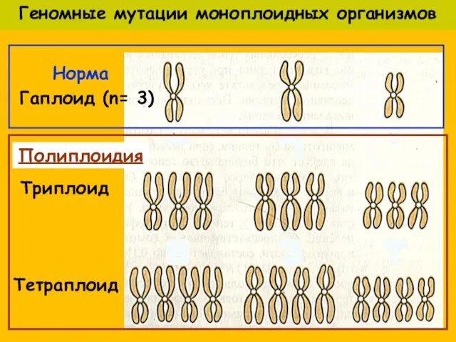 Геномные мутации моноплоидных организмов Триплоид Полиплоидия Тетраплоид Гаплоид (n= 3) Норма