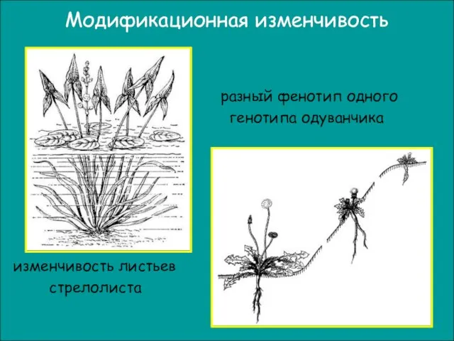 разный фенотип одного генотипа одуванчика изменчивость листьев стрелолиста Модификационная изменчивость