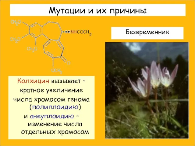 Мутации и их причины Колхицин вызывает – кратное увеличение числа хромосом генома