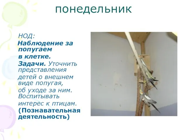 понедельник НОД: Наблюдение за попугаем в клетке. Задачи. Уточнить представления детей о