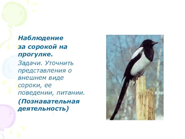 Наблюдение за сорокой на прогулке. Задачи. Уточнить представления о внешнем виде сороки,