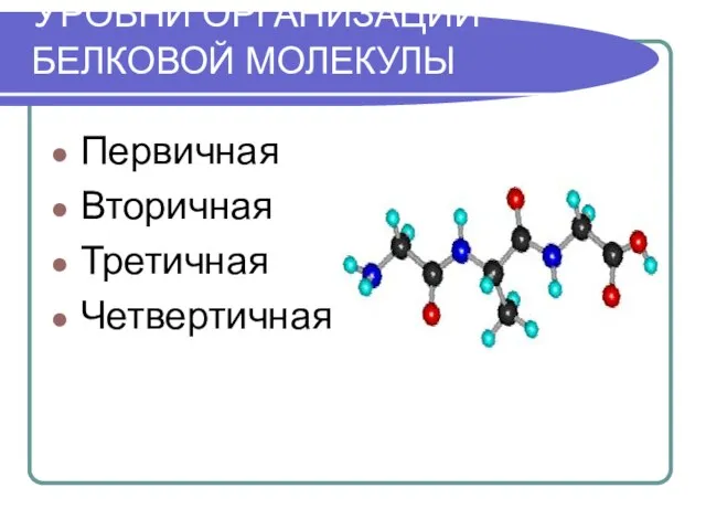 УРОВНИ ОРГАНИЗАЦИИ БЕЛКОВОЙ МОЛЕКУЛЫ Первичная Вторичная Третичная Четвертичная