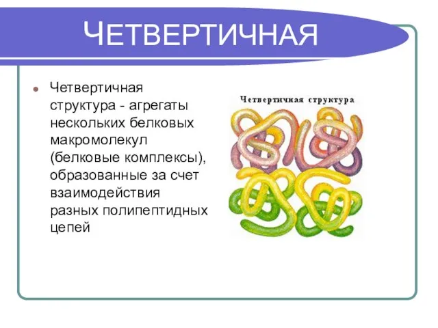 ЧЕТВЕРТИЧНАЯ Четвертичная структура - агрегаты нескольких белковых макромолекул (белковые комплексы), образованные за