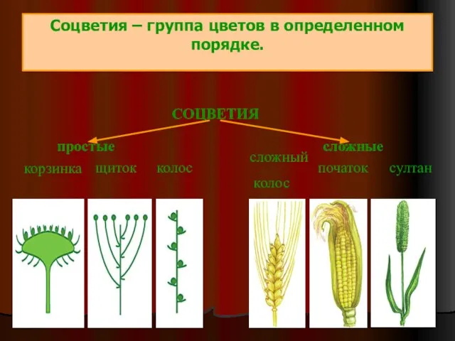 Соцветия – группа цветов в определенном порядке. СОЦВЕТИЯ простые сложные корзинка щиток