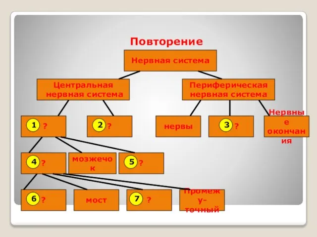 Повторение Нервная система Периферическая нервная система Центральная нервная система ? ? ?