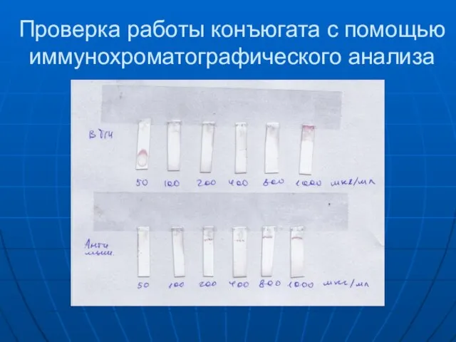 Проверка работы конъюгата с помощью иммунохроматографического анализа