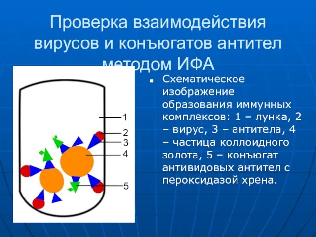Проверка взаимодействия вирусов и конъюгатов антител методом ИФА Схематическое изображение образования иммунных