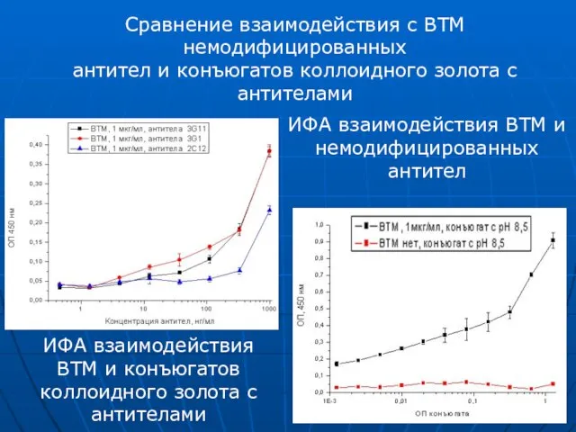 ИФА взаимодействия ВТМ и немодифицированных антител ИФА взаимодействия ВТМ и конъюгатов коллоидного